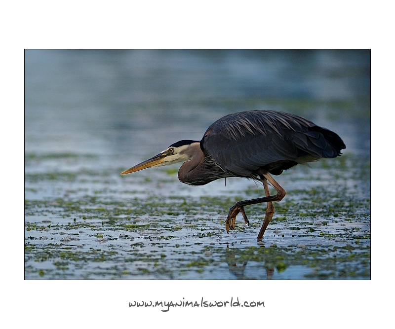 Czapla modra (Ardea herodias)