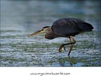 Czapla modra (Ardea herodias)