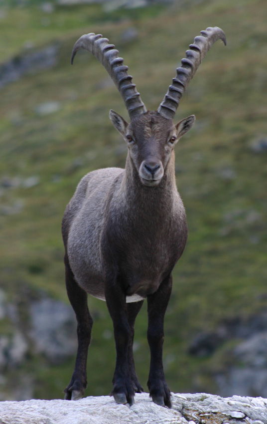 Koziorozec (Capra ibex)