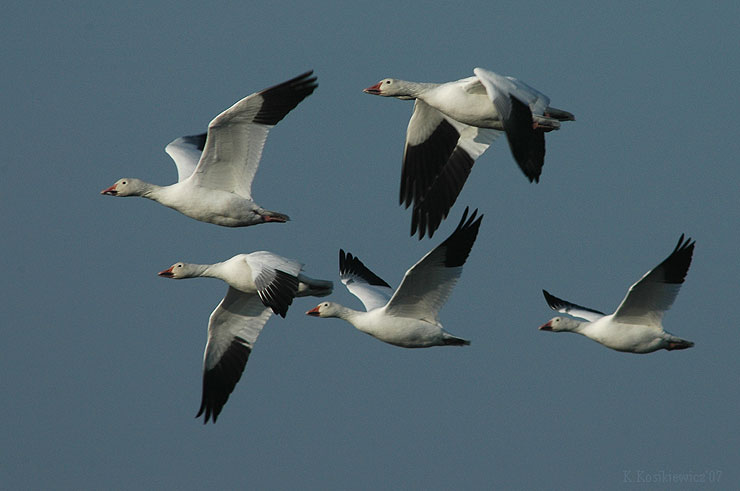 Gesi,Chen caerulescens