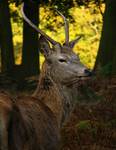 richmond Park