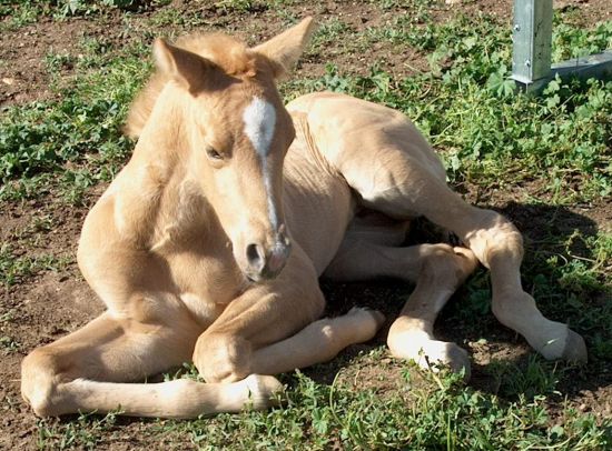 Palomino