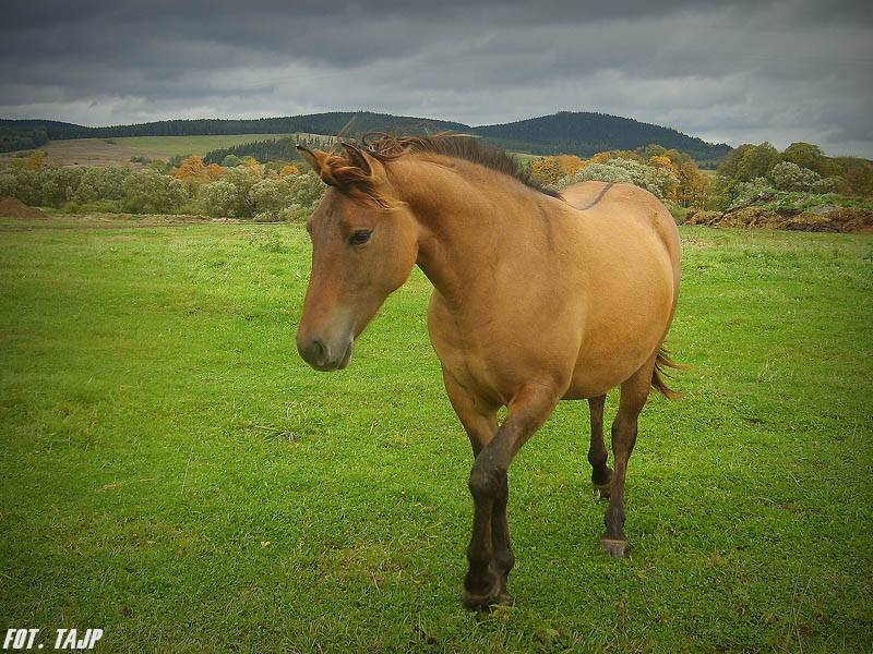 Konik Polski