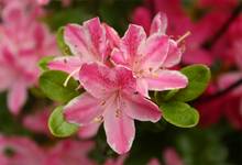 Rhododendron japonicum