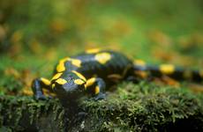 salamandra