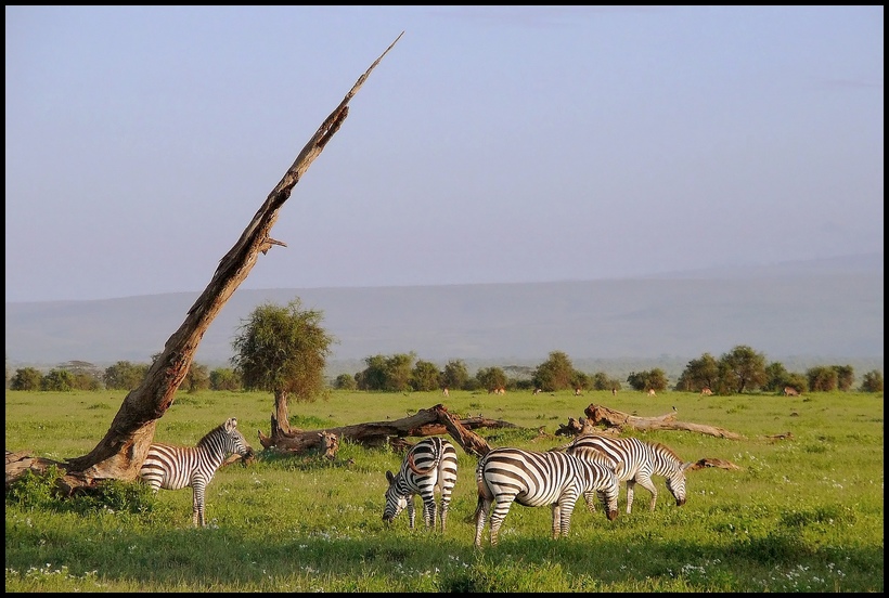 ...Zebra-nie pod \"kłem\"...