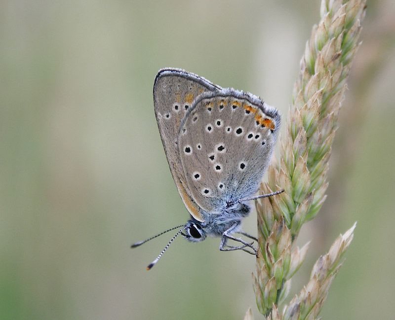 Czerwończyk płomieniec (Lycaena hippothoe)