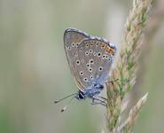 Czerwończyk płomieniec (Lycaena hippothoe)