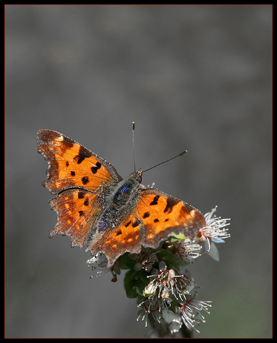 motyl