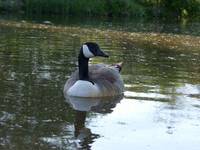 Branta canadensis,Canada goose,Bernikla kanadyjska