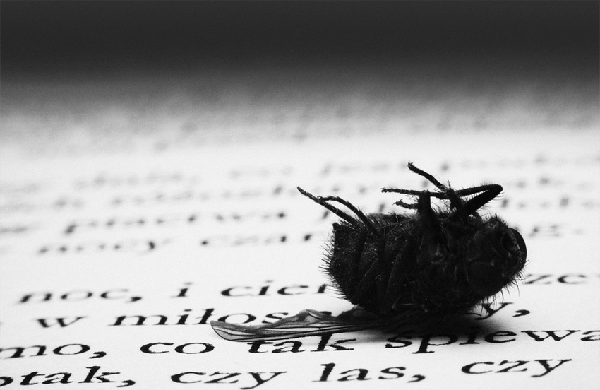 a fly and poems..