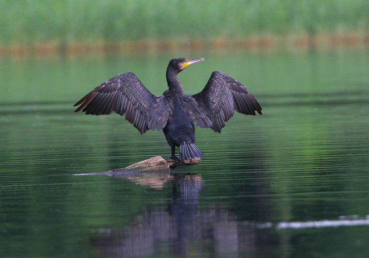 Kormoran