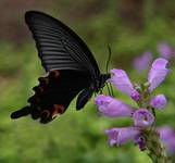 Papilio protenor