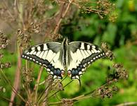 Majestatyczny motyl