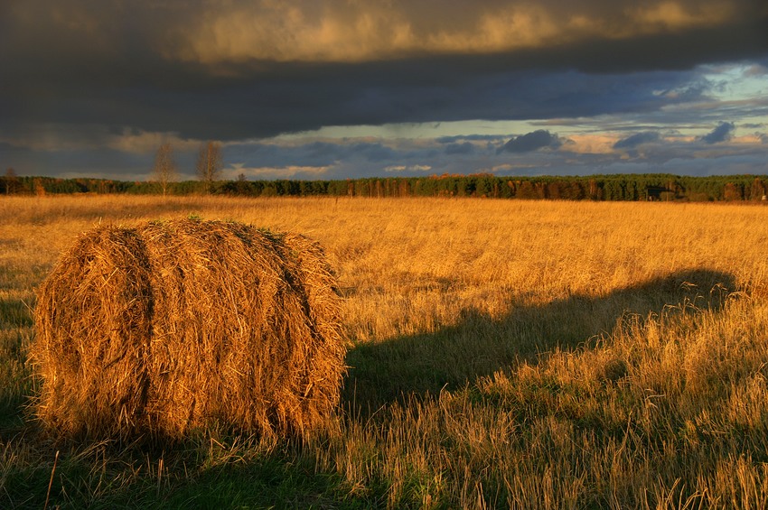 cień na równinie ....