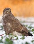 Buteo buteo