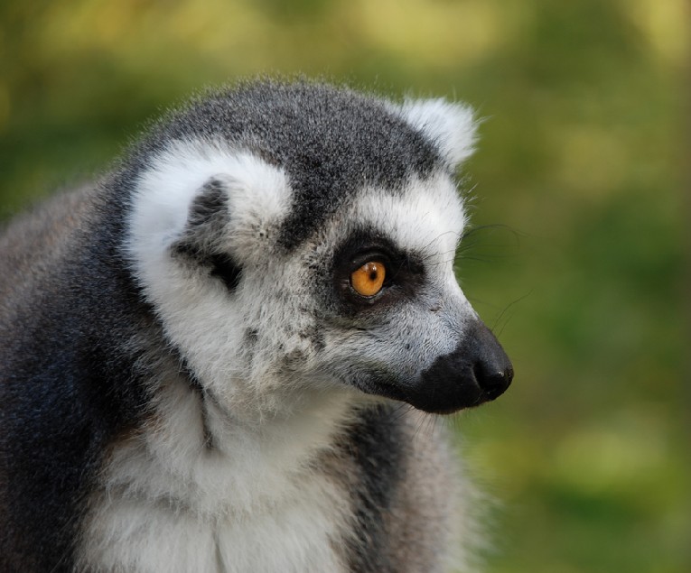 Madagaskar :)