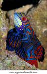 Pterosynchiropus splendidus (Mandarin Goby)