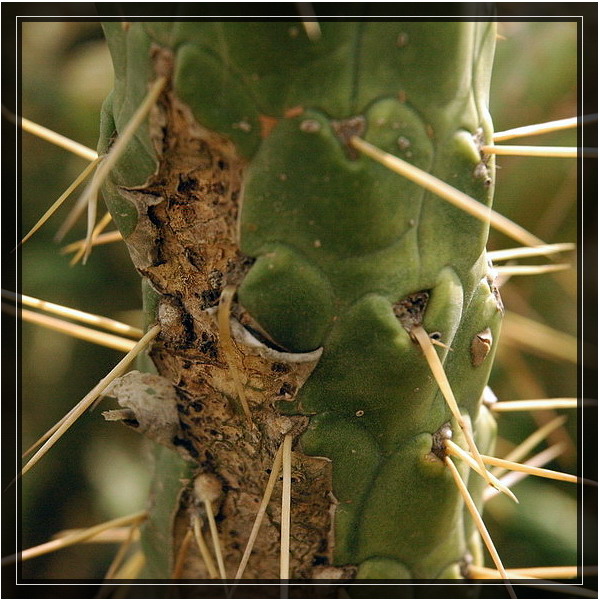 Cactaceae Juss