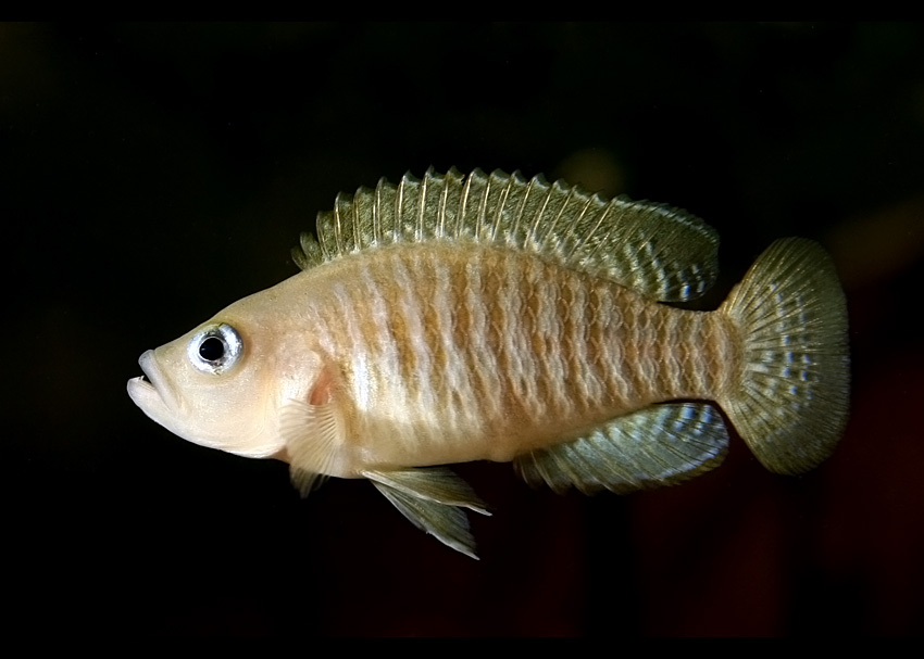 N. multifasciatus