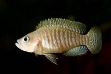 N. multifasciatus