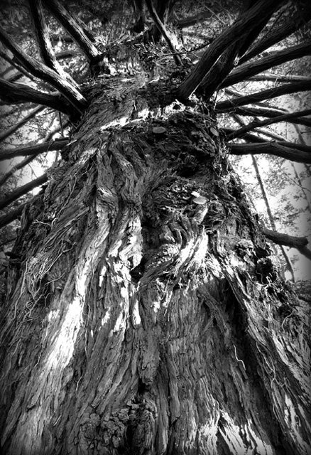 The Great Sequoia