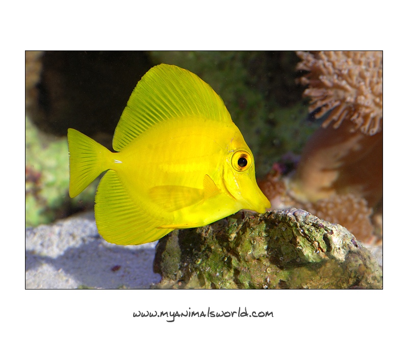 Zebrasoma Flavescens (Yellow Tang)