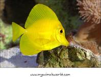 Zebrasoma Flavescens (Yellow Tang)