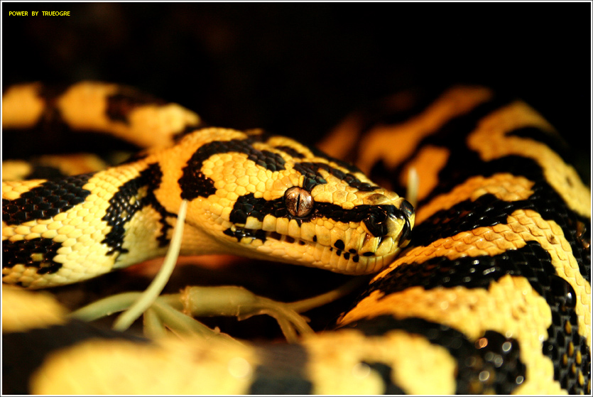 Morelia Spilota Cheynei