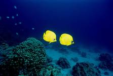 Masked butterflyfish