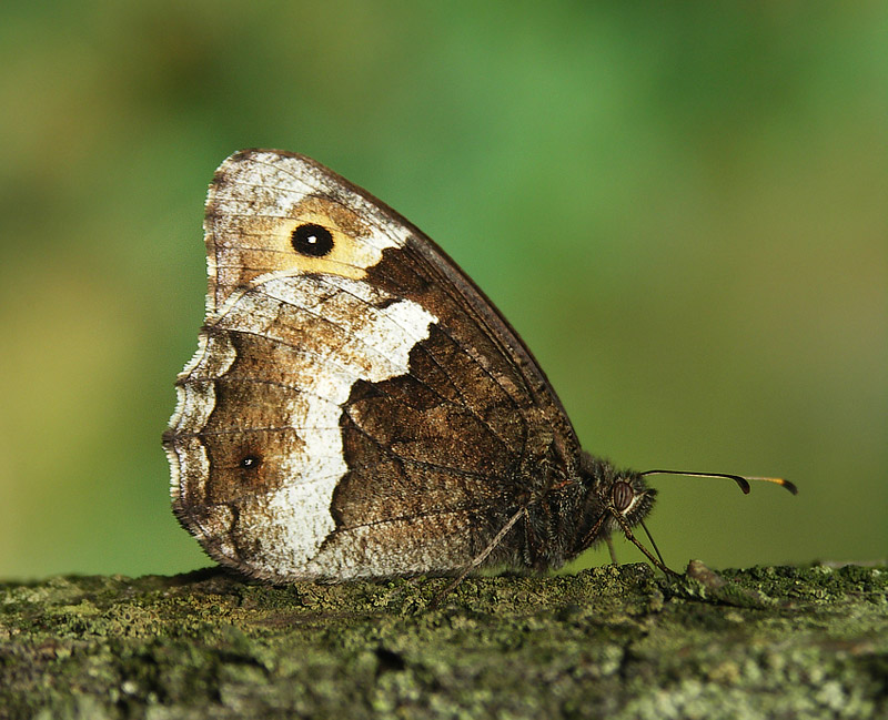 Skalnik alcyona (Hipparchia alcyone)