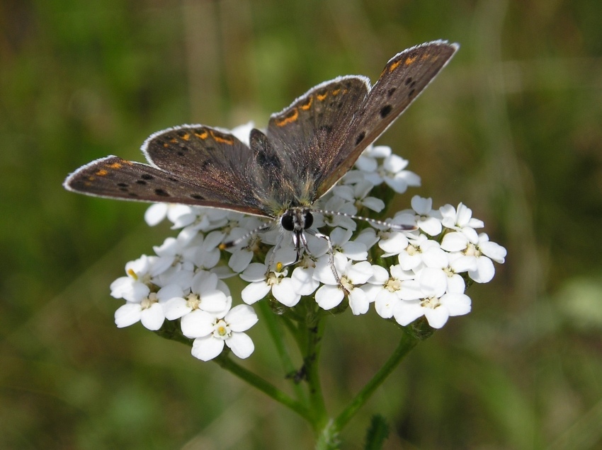 motyl