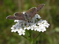 motyl