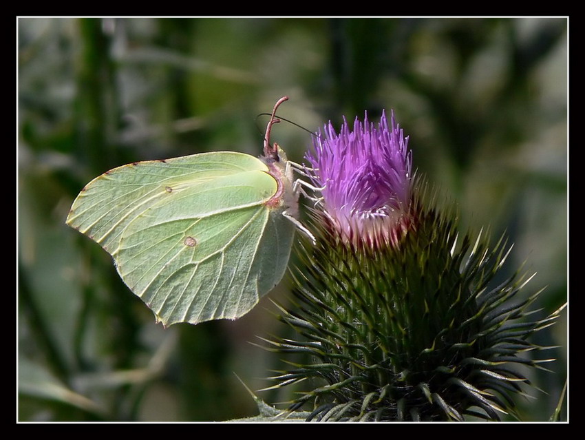 wiosenny motyl