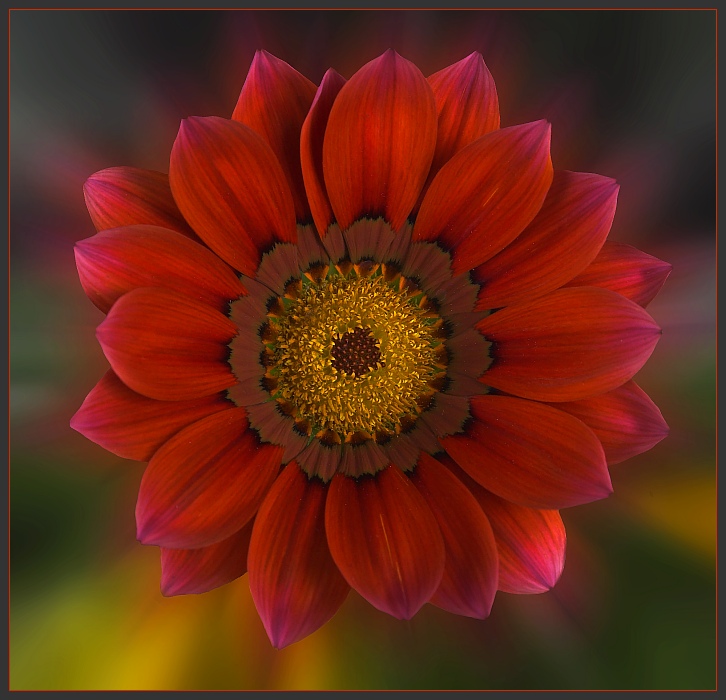 Gazania #1