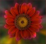 Gazania #1