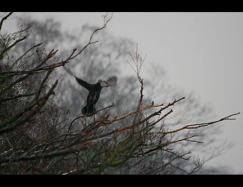 Kormoran czarny w deszczu