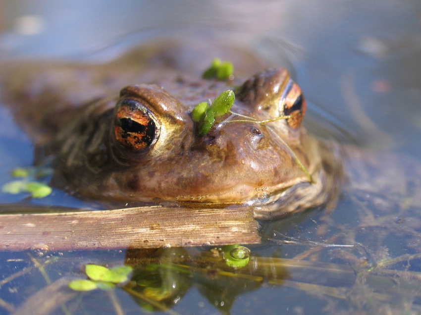 pygmy