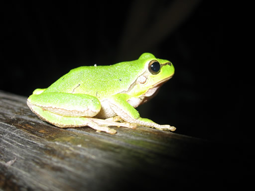 la_grenouille