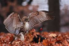 Red tailed hawk