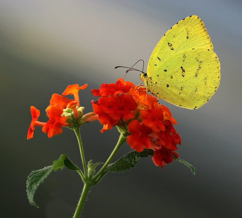 Large Grass-yellow