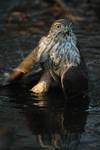 Krogulec Kanadyjski, Accipiter striatus