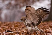 Red tailed hawk 2