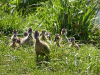 Anas platyrhynchos,mallard,Krzyzowki