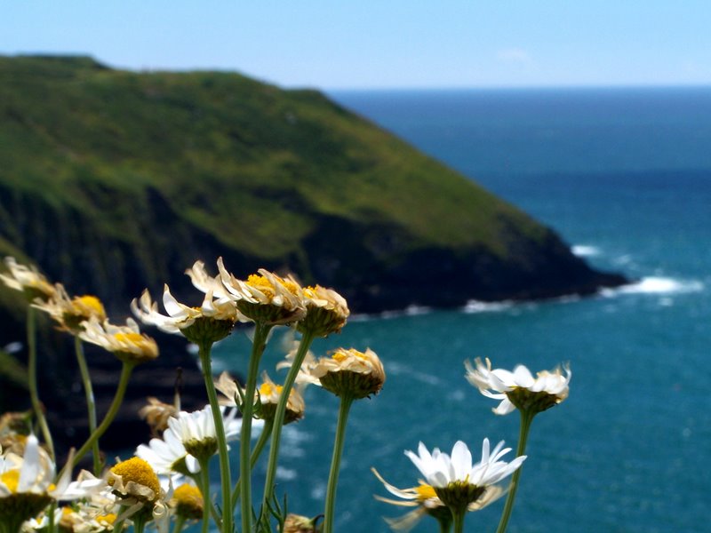 Rumiankowe klify, Old Head