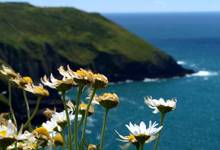 Rumiankowe klify, Old Head