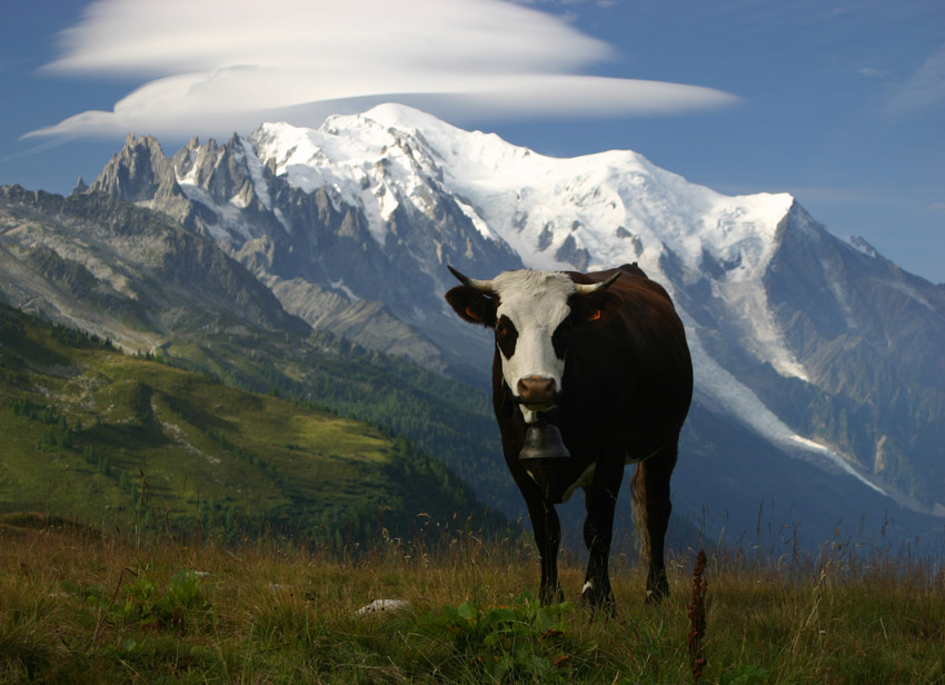 Krowa, Mt.Blanc i chmura soczewkowa