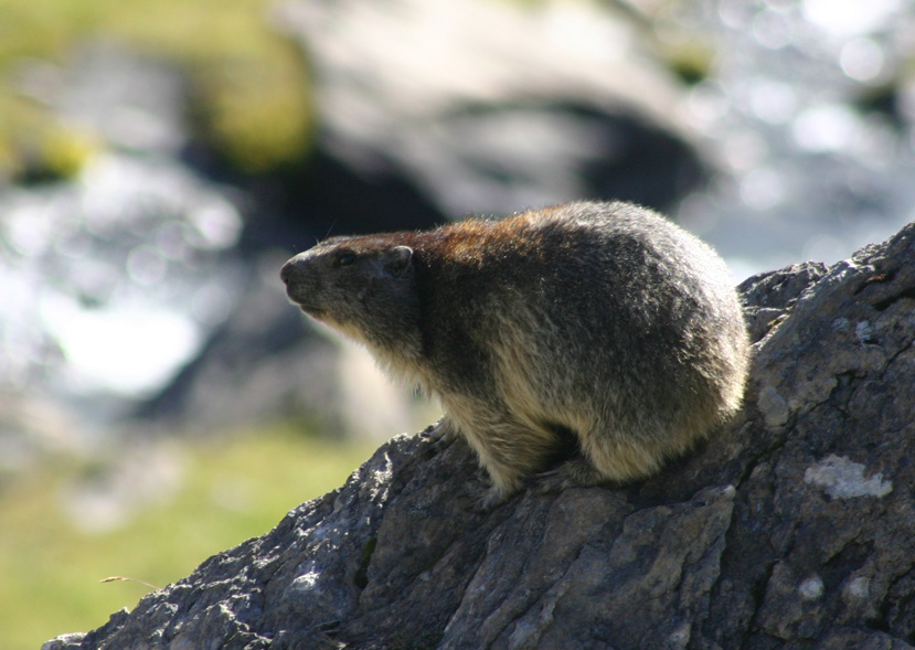 Swistak alpejski (Marmota marmota marmota)