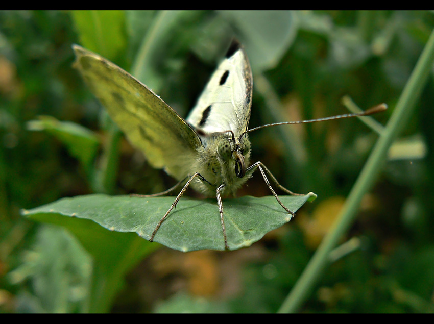 Pieris brassicae (Linnaeus, 1758)