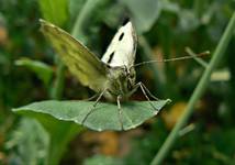 Pieris brassicae (Linnaeus, 1758)